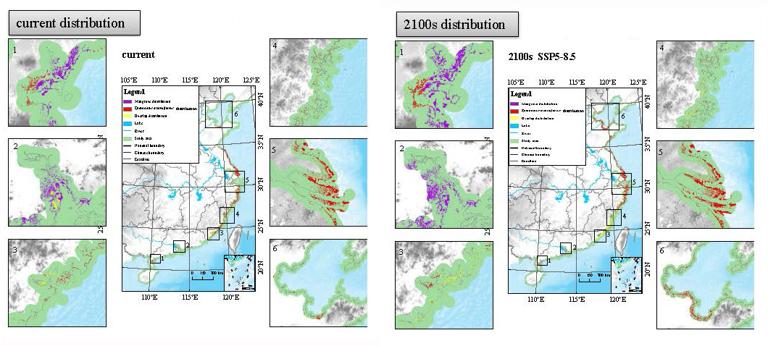 Ecological niche distribution of mangrove and spartina alterniflora in China